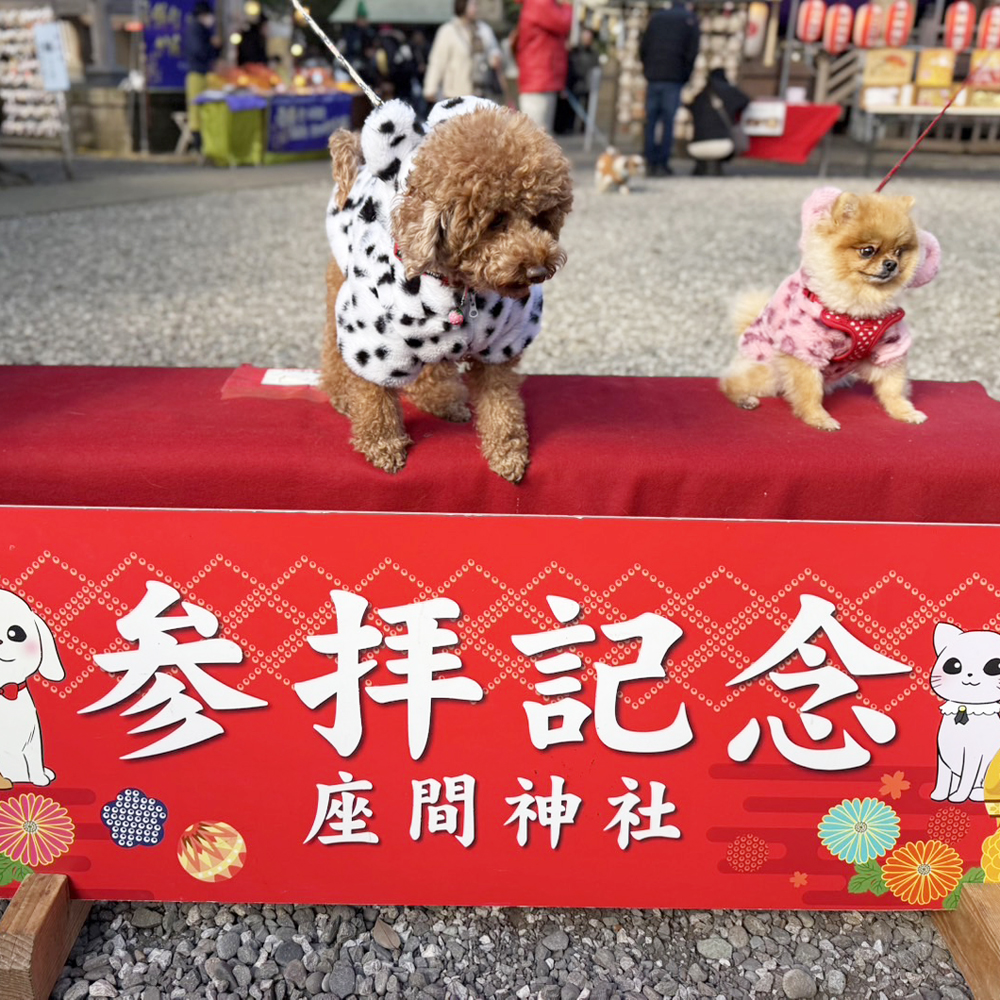 卒業犬ミアちゃんの近況♪